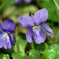 Parma Violet, nota de perfume