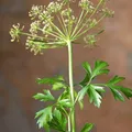 Parsley, nota de perfume