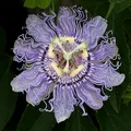 Passion Flower, nota de perfume