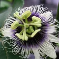 Passionfruit, nota de perfume