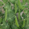 Pea, nota de perfume