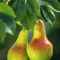 Pera, nota de perfume