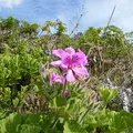 Pelargonium, nota de perfume