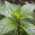 Peppermint, nota de perfume