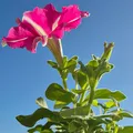 Petunia, nota de perfume