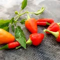 Pimento, nota de perfume