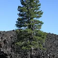 Pine needles, nota de perfume
