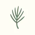 Pine Tree Needles, nota de perfume
