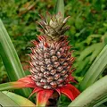 Piña, nota de perfume