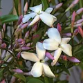 Pink Jasmine, nota de perfume