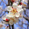 Plum Blossom, nota de perfume