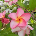 Plumeria, nota de perfume