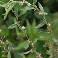 Polygonum, परफ्यूम नोट