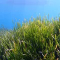 Posidonia als Duftnote
