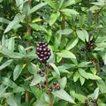 Privet, परफ्यूम नोट