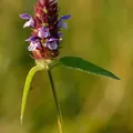 Prunella perfume note
