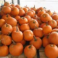 Pumpkin, nota de perfume