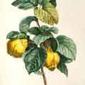 Membrillo, nota de perfume