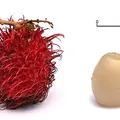 Rambutan, nota de perfume