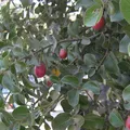 Ravensara, nota de perfume