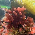 Red Algae, nota de perfume