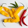 Red Chilli Pepper, nota de perfume