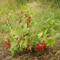 Red Currant, nota de perfume