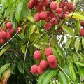 Red Litchi, nota de perfume