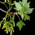 Red Maple als Duftnote
