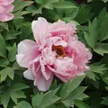 Red Peony, nota de perfume