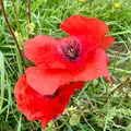 red poppy, nota de perfume