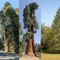 Redwood, nota de perfume