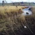 Reed, nota de perfume