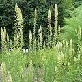 Reseda, nota de perfume
