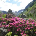 Rhododendron, nota de perfume
