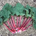 rhuburb, nota de perfume