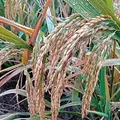 Rice, nota de perfume