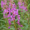 rosebay willowherb, nota de perfume