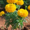 Rumenian Tagetes, nota de perfume