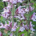 Salvia, nota de perfume