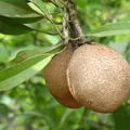 sapodilla, nota de perfume