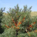 Sea Buckthorn, nota de perfume