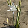 Sea Daffodil, nota de perfume
