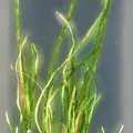 Seagrass, nota de perfume