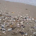 Seashells, nota de perfume