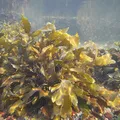 seaweed, nota de perfume
