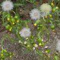 Senecio, note de parfum