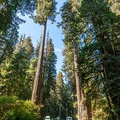 Sequoia, nota de perfume