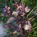 Shiso, nota de perfume