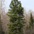 Siberian Pine, nota de perfume